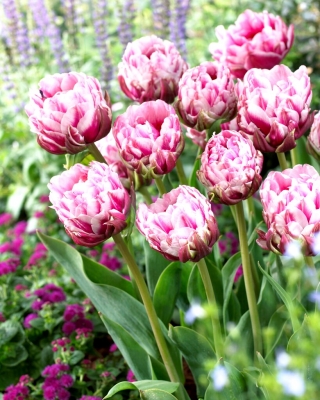 Dazzling Desire tulipan - XL pakiranje - 50 kom