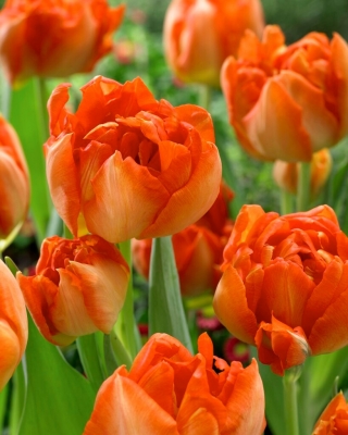 Monte Orange tulipán - XXXL csomag 250 db.