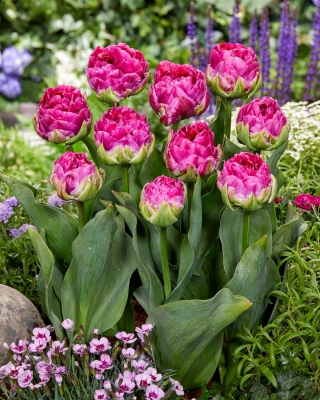 Wicked in Pink tulipán - XXXL balenie 250 ks