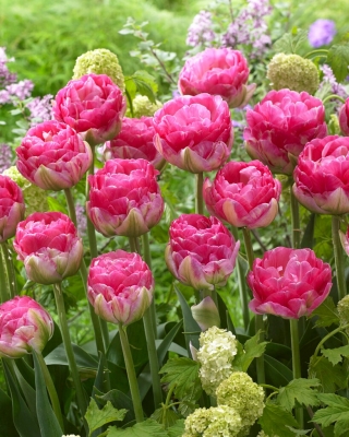 Ružový tulipán - XXXL balenie 250 ks