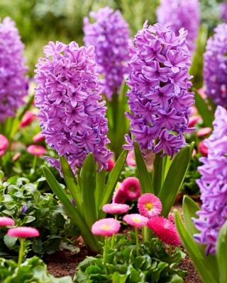 Purple Voice hyacint - 3 stk.
