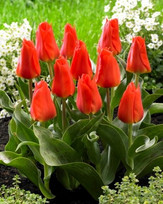Tulipan 'Miramare' - XXXL pakke 250 stk