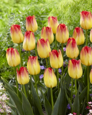 Tulipa Suncatcher - Tulip Suncatcher - XXXL pakke 250 stk