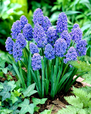 Muscari Blue Spike - Grape Hyacinth Blue Spike - XXXL-Packung - 500 Stk - 