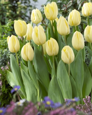 Tulipa krémes zászló - tulipán krémes zászló - XXXL csomag 250 db.