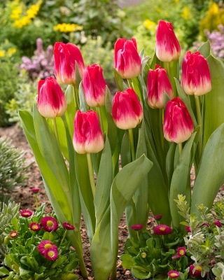 Tulipa Match - Tulip Match - XXXL pak 250 st - 