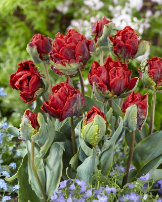 Dobbelt tulipan "Rococo Double" - XXXL pakke 250 stk.