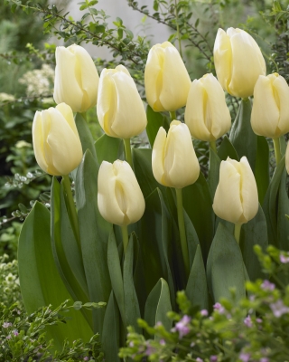 Tulipa Cheers - Tulip Cheers - XXXL-Packung 250 Stk - 