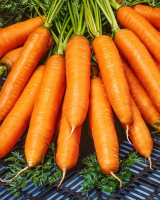 Carrot Marion F1 - 25 000 kalibrovaných semínek 1,6 - 1,8 mm - profesionální semínka pro každého - 