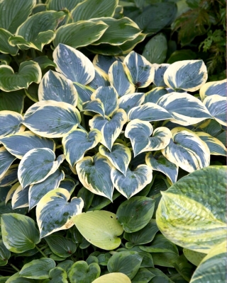 First Frost hosta, plantain lily - XL pack - 50 pcs