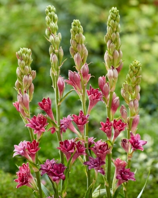 Dark Pink Fragrant Tuberose - Polianthes Love - Large Pack! - 10 pcs