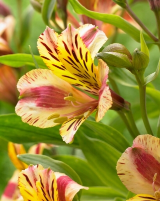 Peru lilija - Alstroemeria Marguerite - 1 gab.