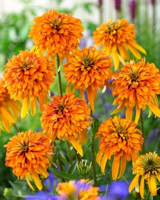 Coneflower de flor dupla - Marmalade - 1 unid.