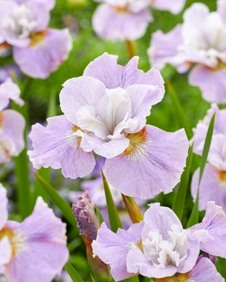 Siberian Iris - Dawn Waltz - Large Pack! - 10 pcs.