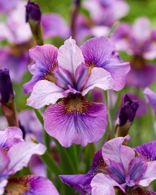 Iris siberiano - Luz de corazón