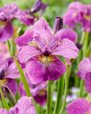 Siberische iris - Zie je later - 