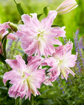 Lily - Lotus Elegance - oriental, de flores dobles