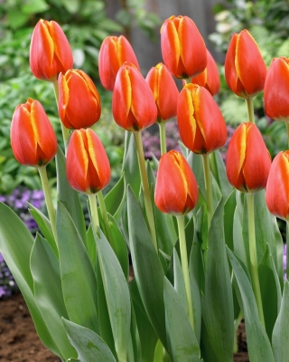 Tulipán - Worlds Friend - 5 květinových cibulek