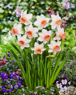 Narcizas - Iwona - 5 gėlių svogūnėlių