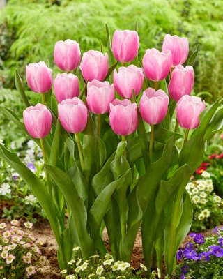 Tulipán - Argos - 5 květinových cibulek