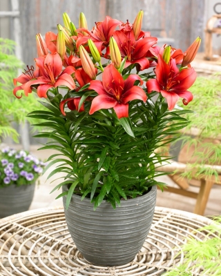 Miniature Lily - Salinero - Potted - GIGA Pack! - 50 pcs.