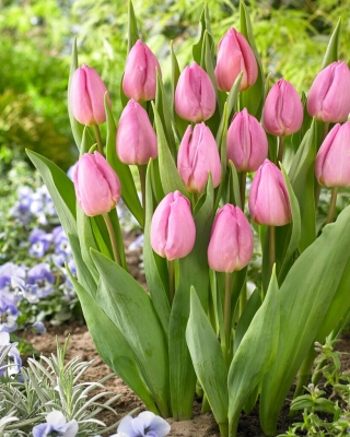Tulip - Light Pink Prince - GIGA Pack! - 250 pcs