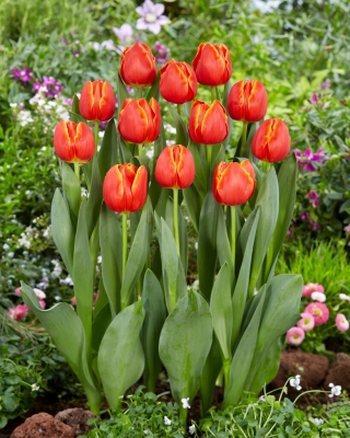 Tulip - Esta Bonita - 5 pcs