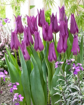 Tulpan - Lilyflowering Purple - 5 st