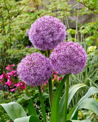 Ornamental onion - Party Balloons
