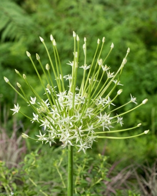 Dekoratīvais sīpols - Allium - Arctic Snow