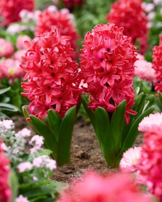 Hyacint - Red Glory - 3 květinové cibule