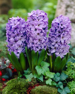 Hyacinth - Blue Star - 3 pcs.