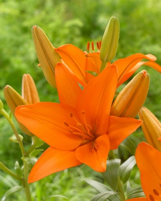 Azijska lilija "Orange Ton"