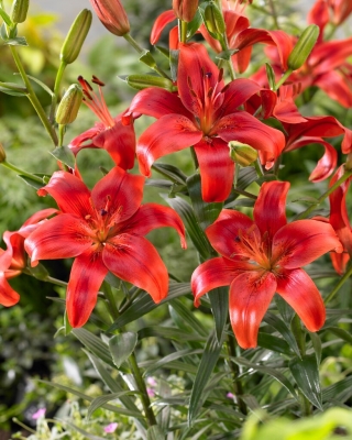 Asiatic Lily - Red County - GIGA Pack! - 50 pcs.