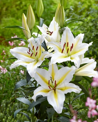 Lily - Baferrari - Oriental, Fragrant