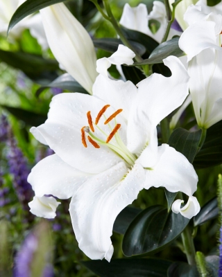 Lily - Mount Aspiring - Oriental, Parfumé