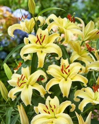 Dwarf Oriental Lily - Gold Fever