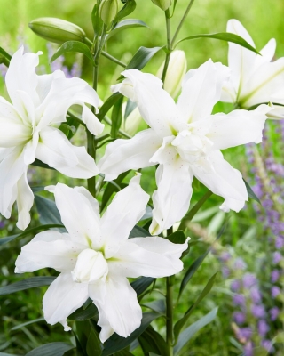 Lily - Lotus Beauty - Oriental, Double
