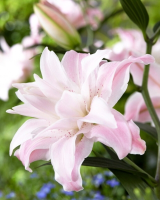Lily - Lotus Queen - Orientalisk, dubbel