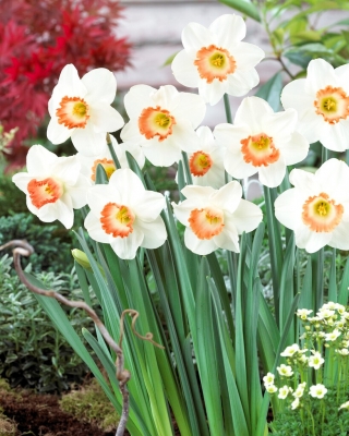 Narcizas - Pink Charm - 5 gėlių svogūnėlių