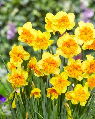 Narcizas - Slice of Life - 5 gėlių svogūnėlių