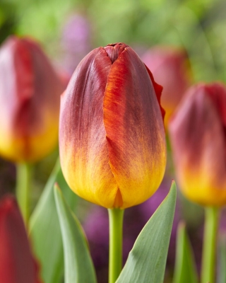 Tulipe - Amberglow - 5 pcs