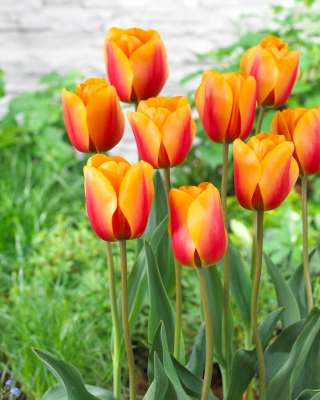 Tulpė - Cash - 5 gėlių svogūnėlių