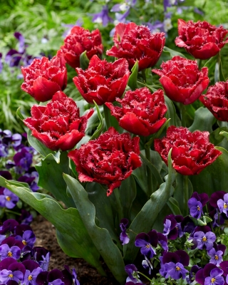 Tulipan "Cranberry Thistle" - 5 čebulic