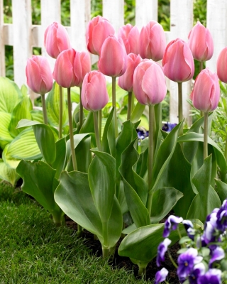 Tulipán - Mystic Van Eijk - 5 květinových cibulek
