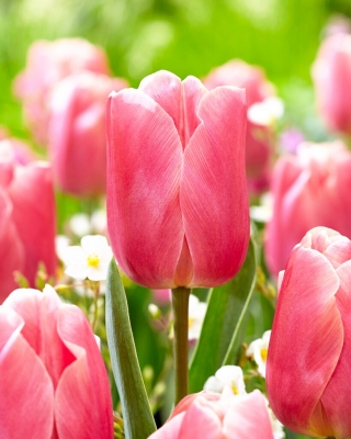 Tulpė - Pink Jimmy - 5 gėlių svogūnėlių