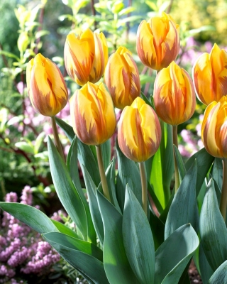 Tulipan "Prinses Margriet" - 5 čebulic