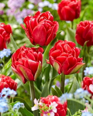 Tulipán - Red Foxtrot - 5 květinových cibulek