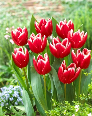 Tulipan "Vampire" - 5 čebulic
