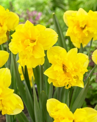 Daffodil - Sailorman - 5 pcs